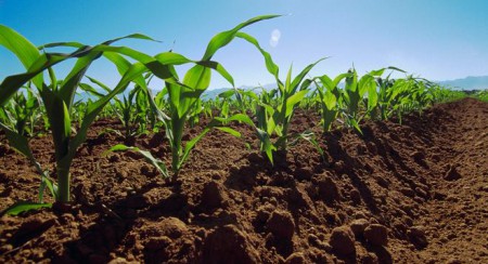 Agricultura - Curico - Región del Maule